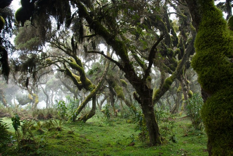 gallery/bale forest