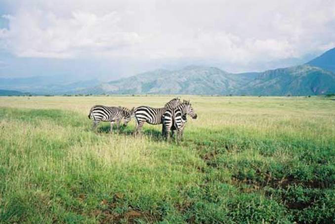 gallery/nechisar national park