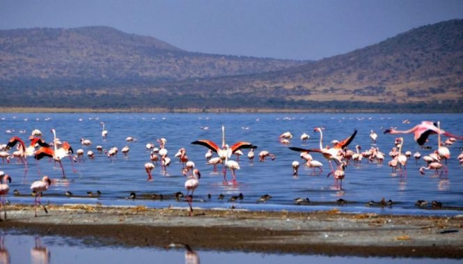 gallery/abyata-shala lakes national park